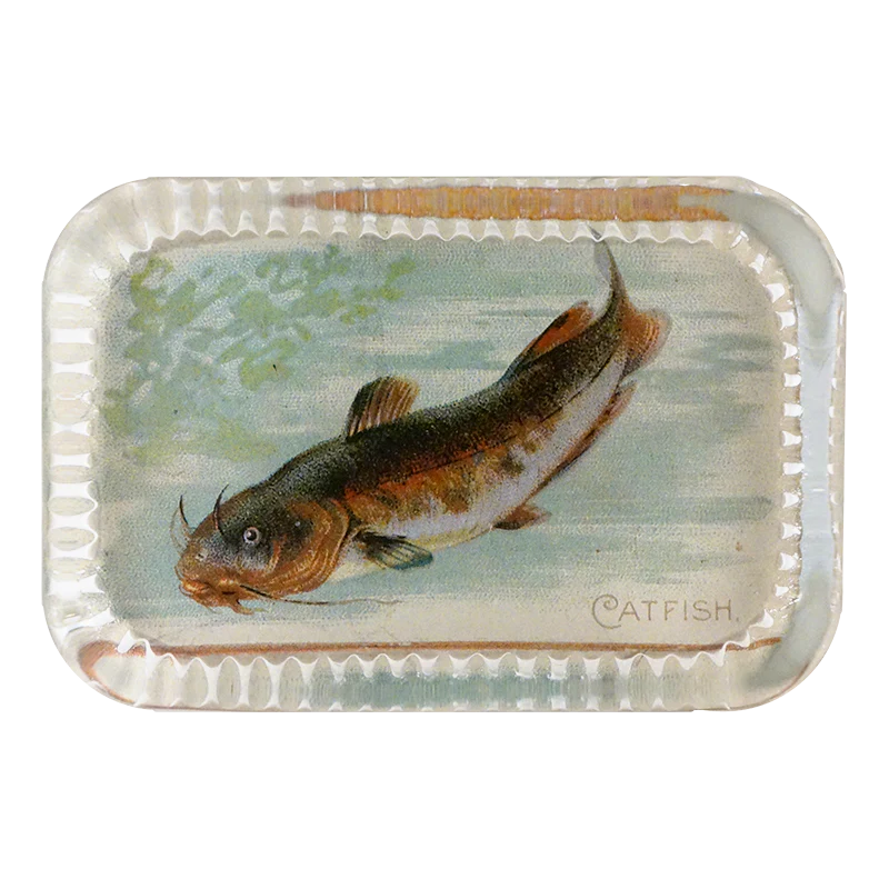 Catfish (Fish)