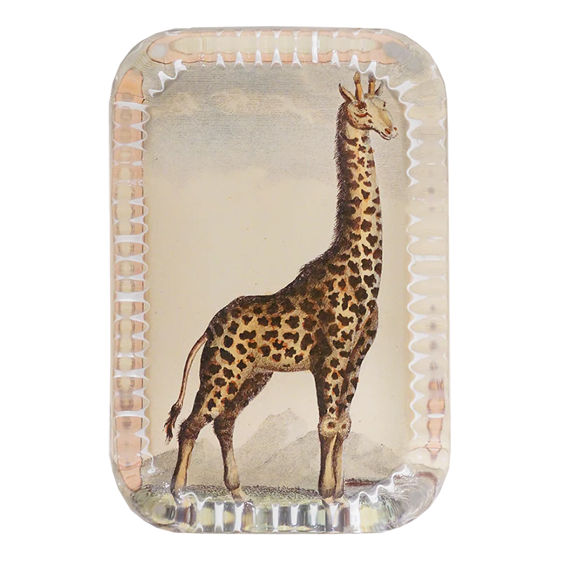 Giraffe Pl. 290