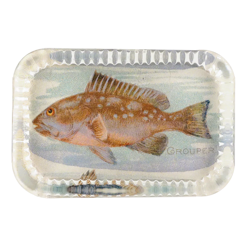 Grouper (Fish)