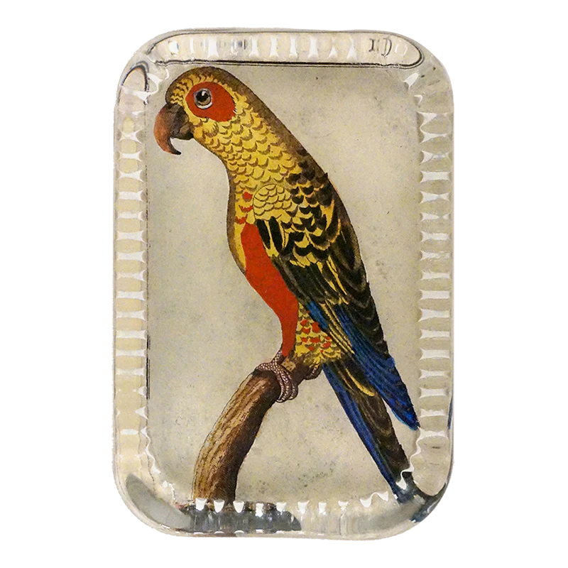 Parrot #6