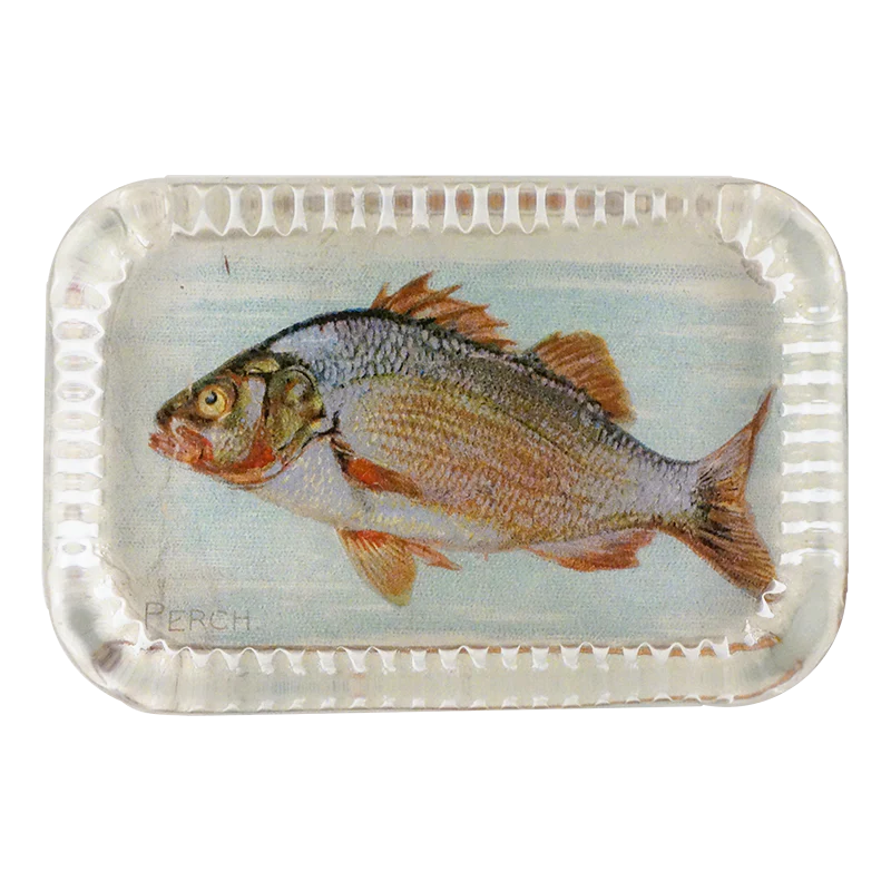 Perch (Fish)