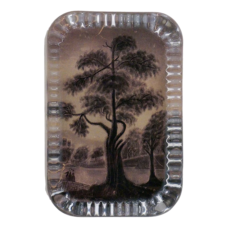 Sandpaper Tree