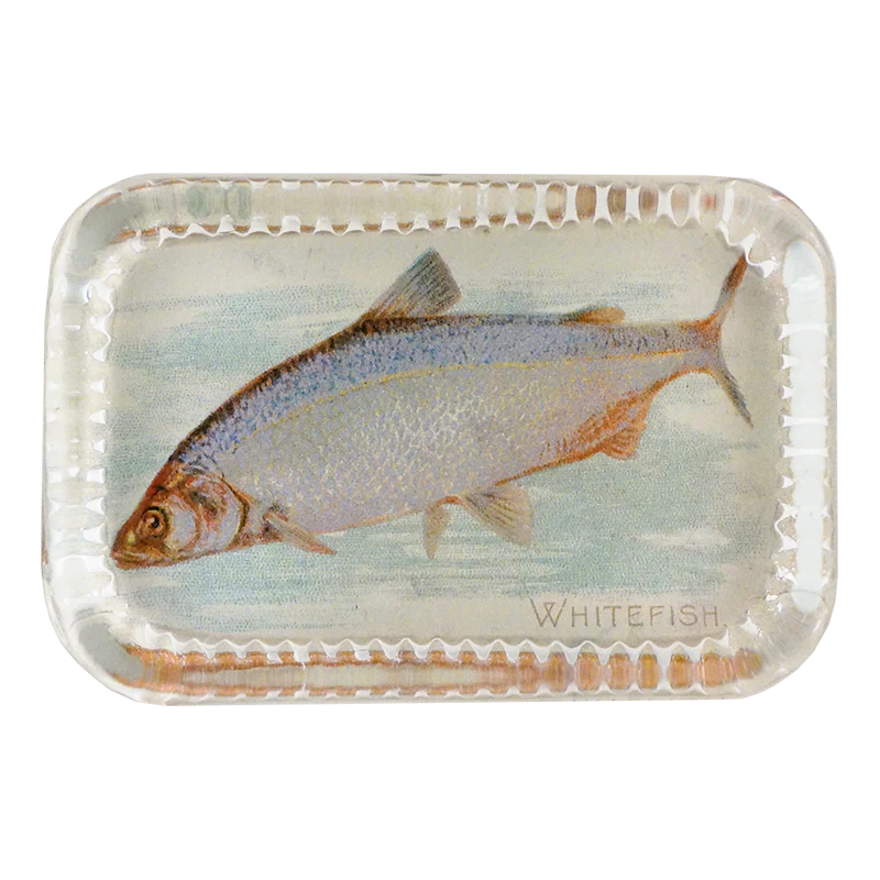 White Fish (Fish)