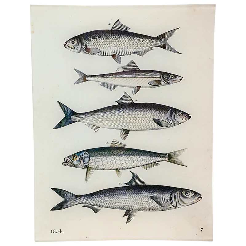 5 Fishes