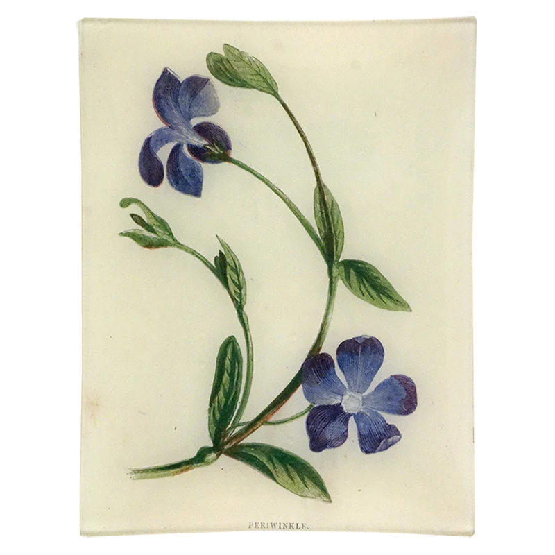 Periwinkle