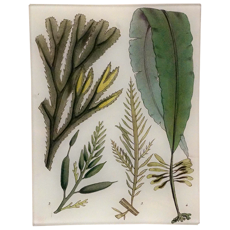 Seaweed Pl. I