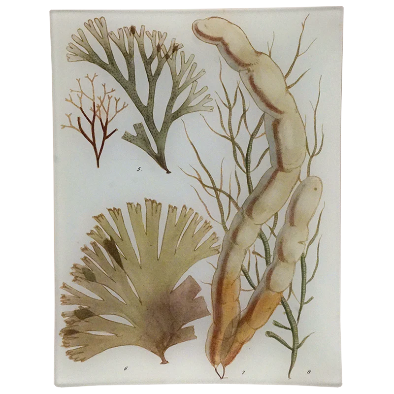 Seaweed Pl. II