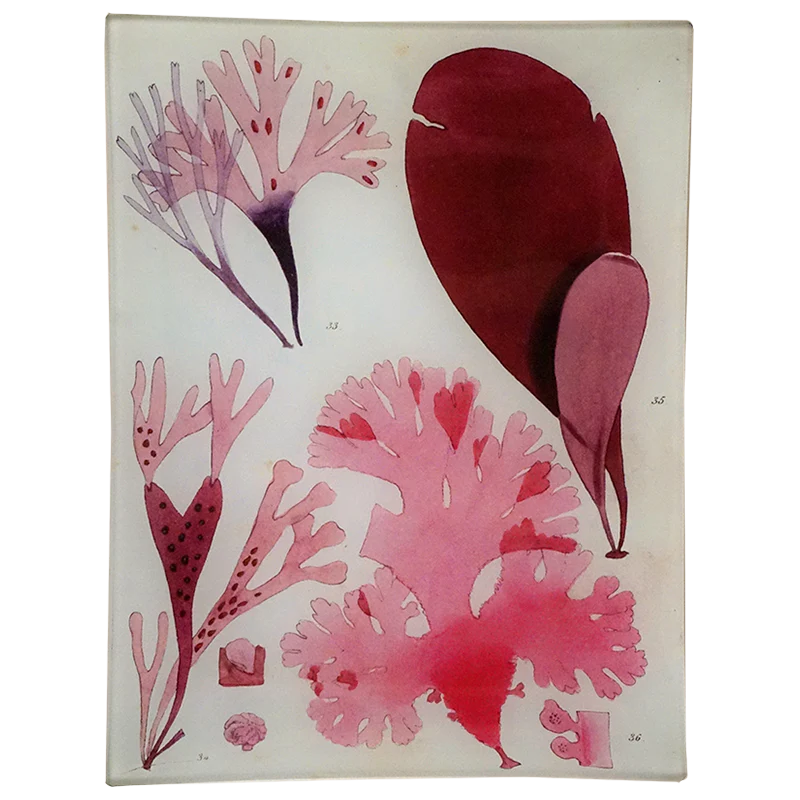 Seaweed Pl. IX