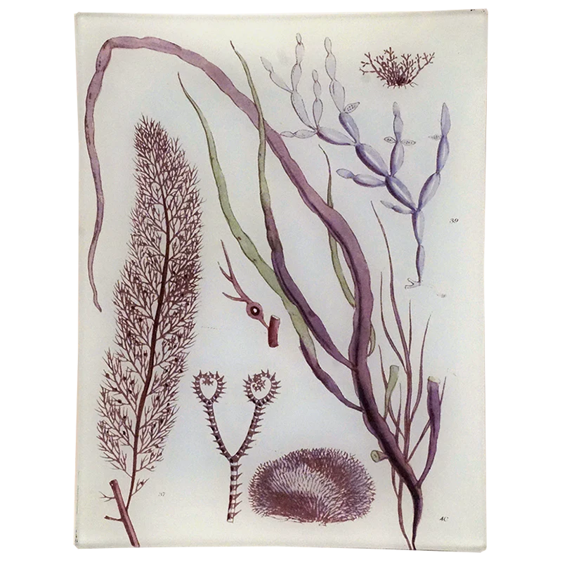 Seaweed Pl. X