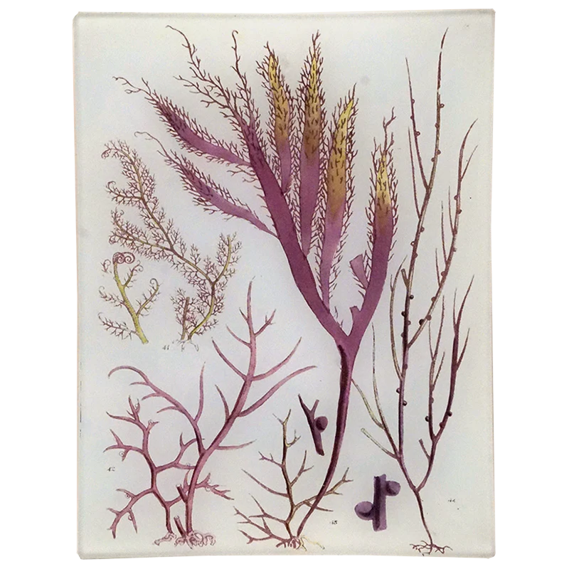 Seaweed Pl. XI