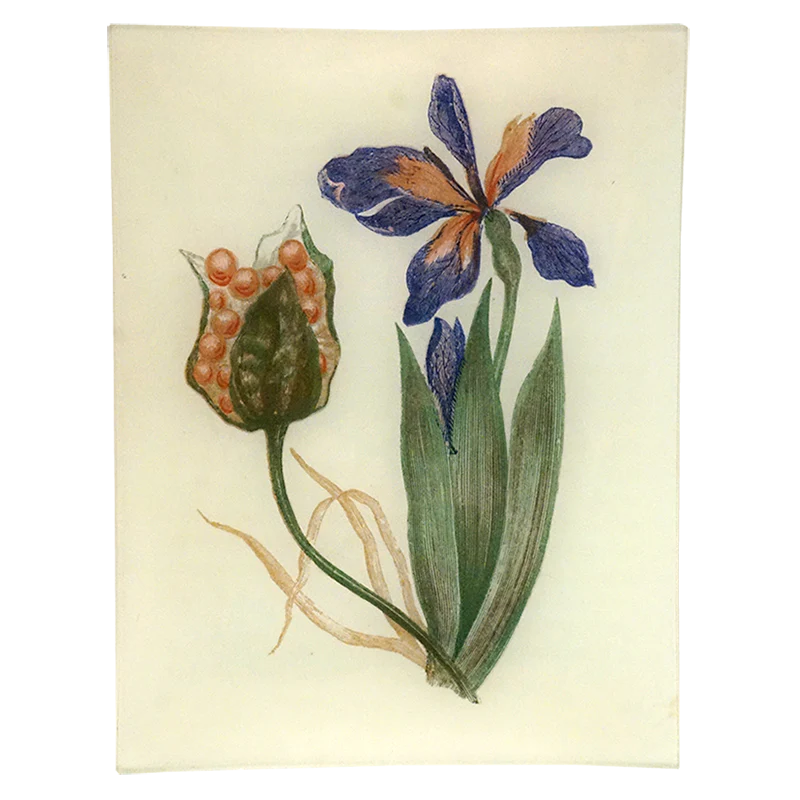 Stinking Iris