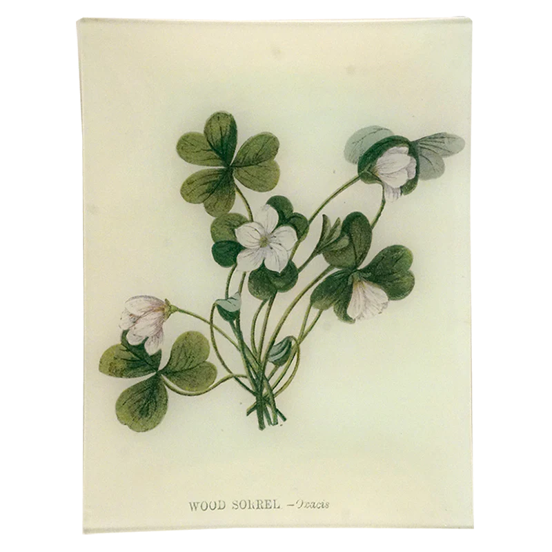 Wood Sorrel