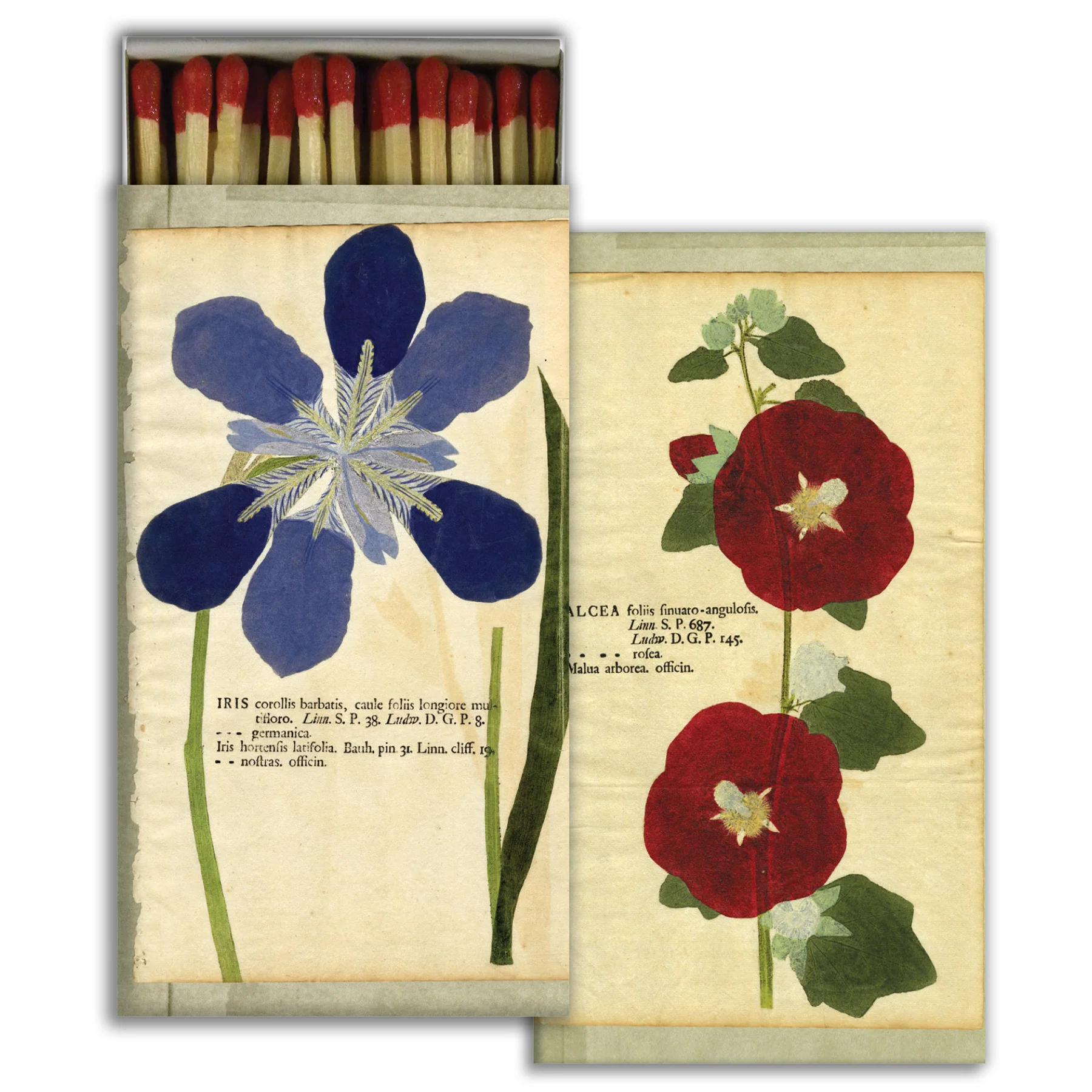 Iris & Hollyhock
