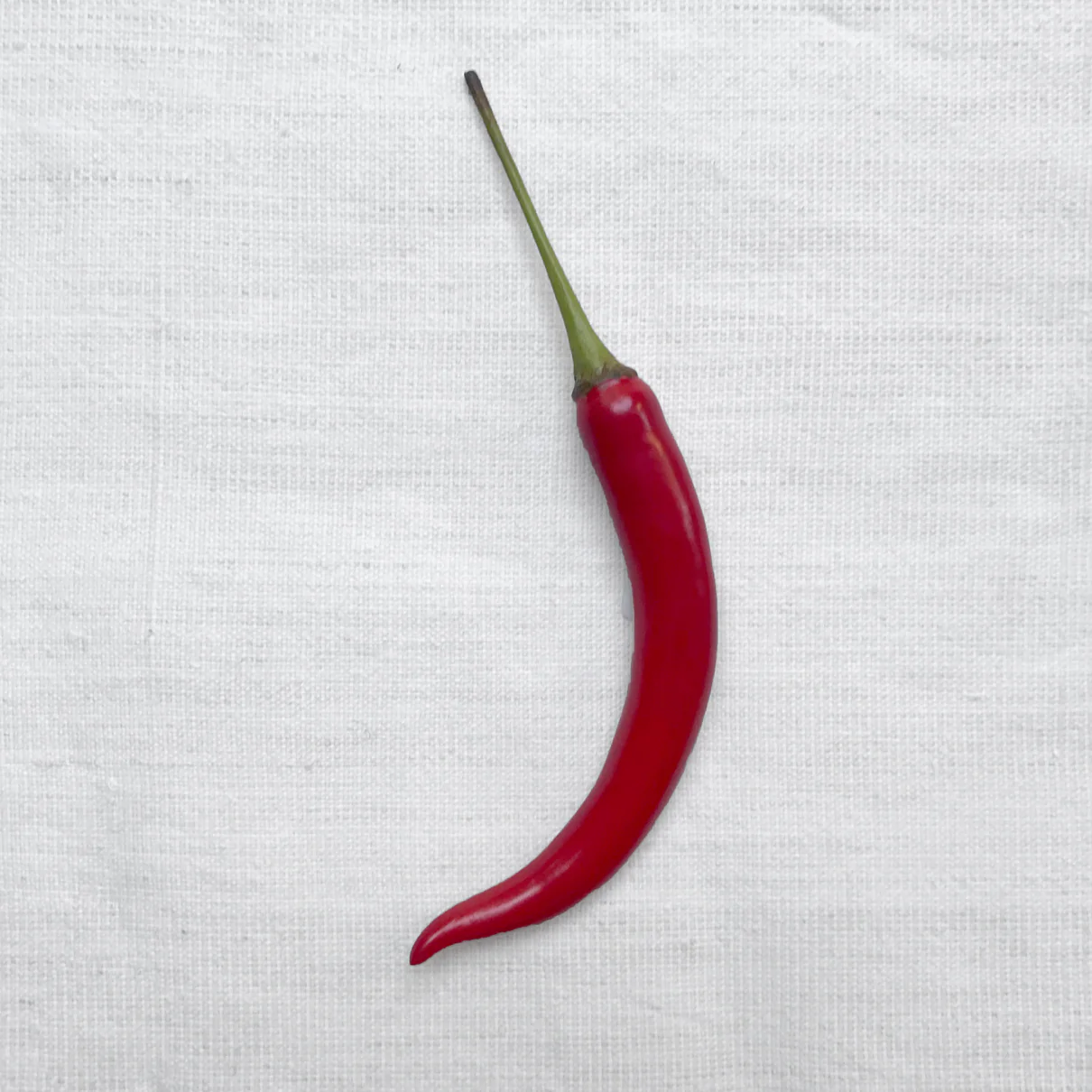 Long Red Porcelain Chili Pepper