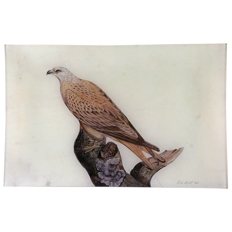 Kite 1830