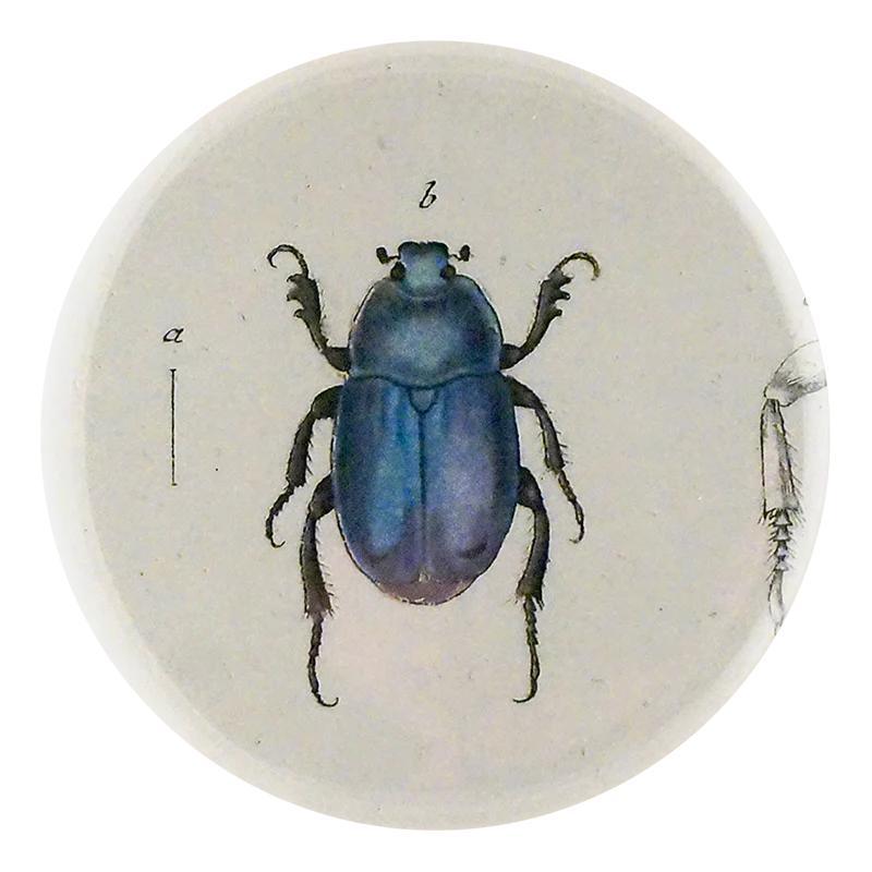 Blue Scarab Beetle