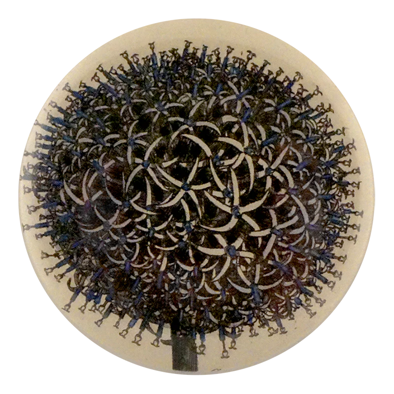 Globe Thistle