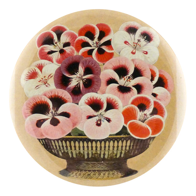 Pansy
