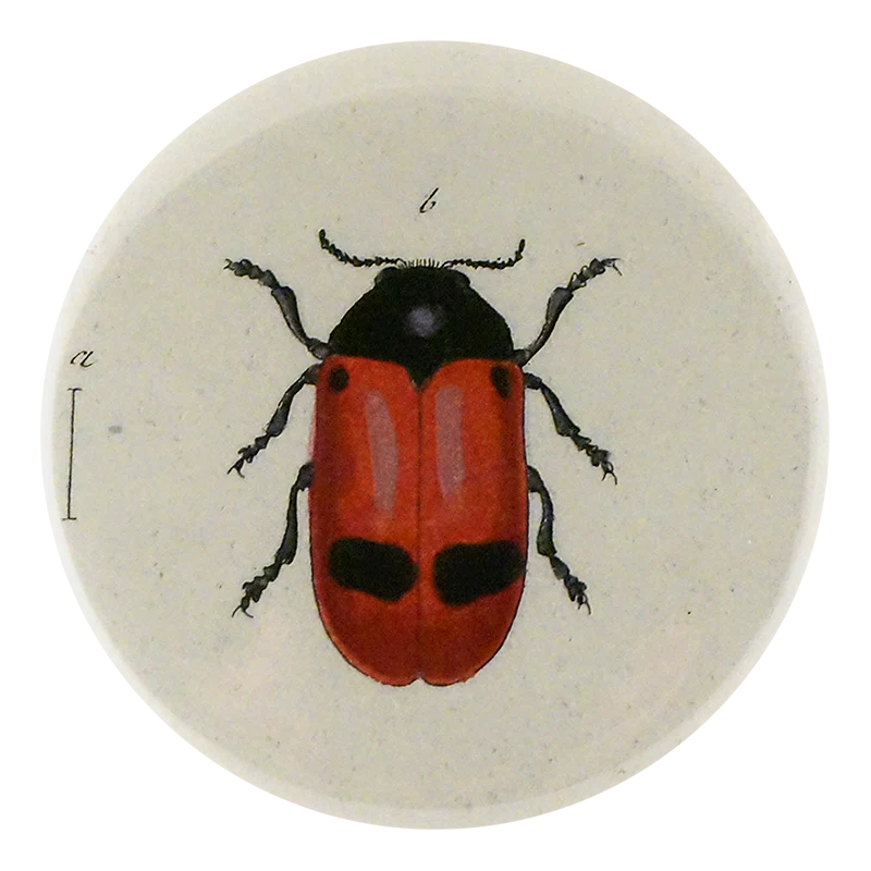 Ant Bag Beetle