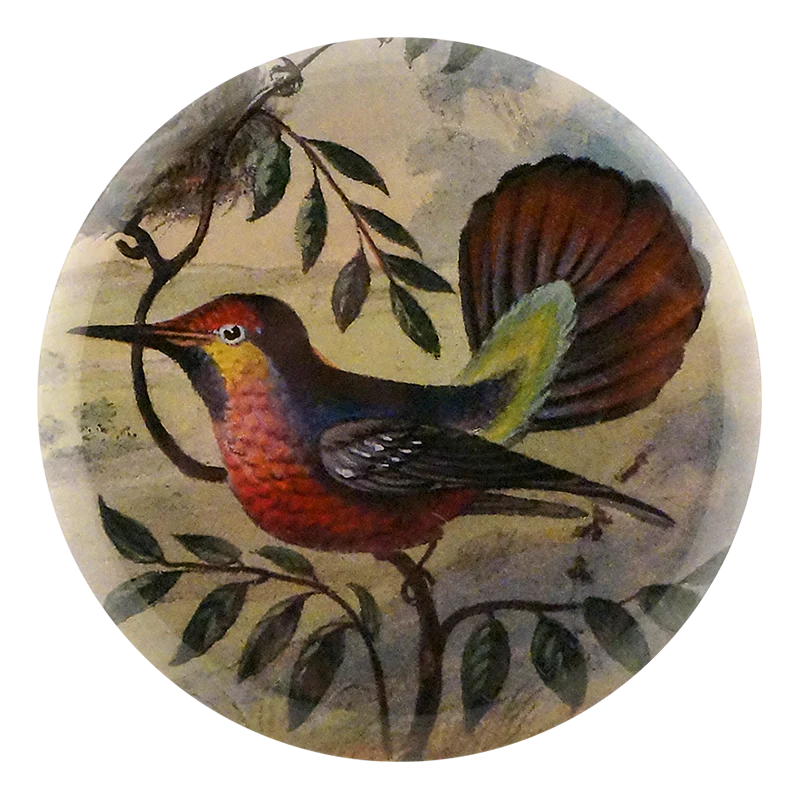 Ruby-crested Hummingbird