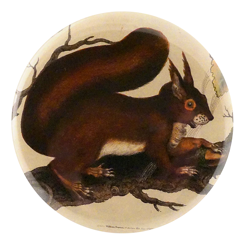 Squirrel