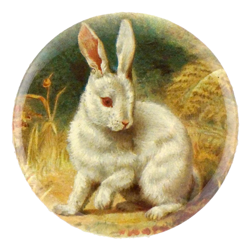 White Bunny
