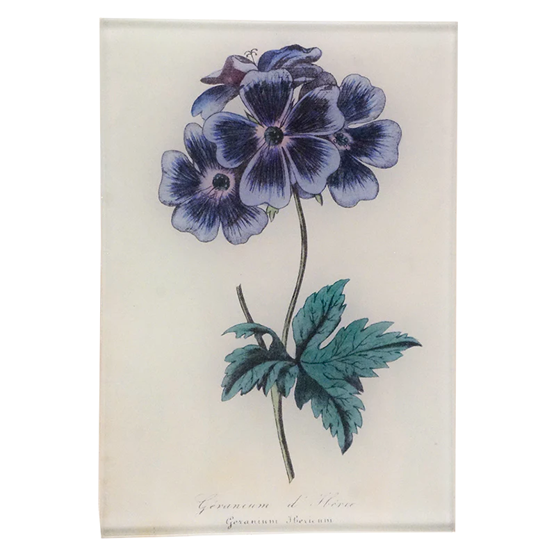 Blue Geranium (Single)