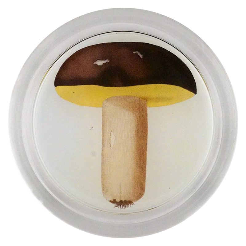 Mushroom Fig. 3