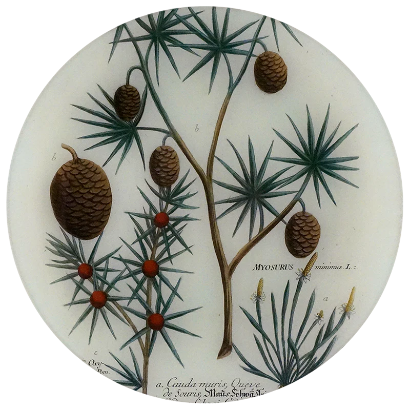 N. 346 Pinus Cedrus