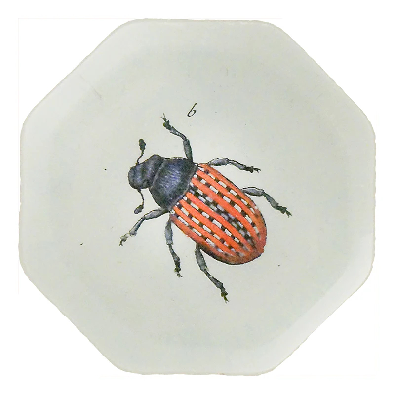 Red Fungus Weevil (Beetles)