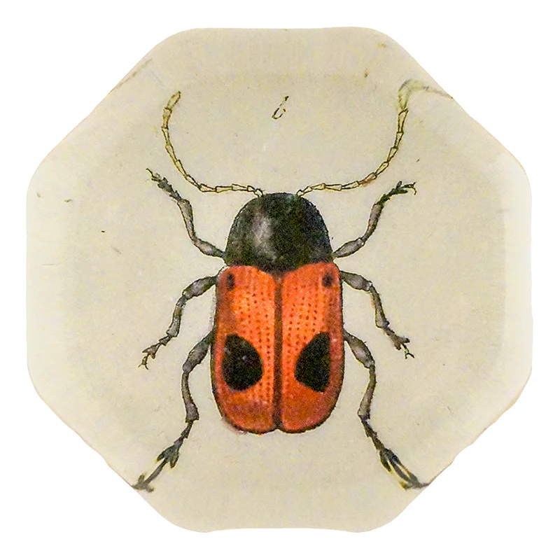 Two Dotted Leaf Beetle (Beetles)
