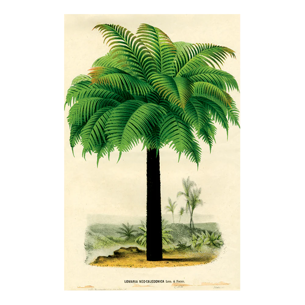 Palm 1876