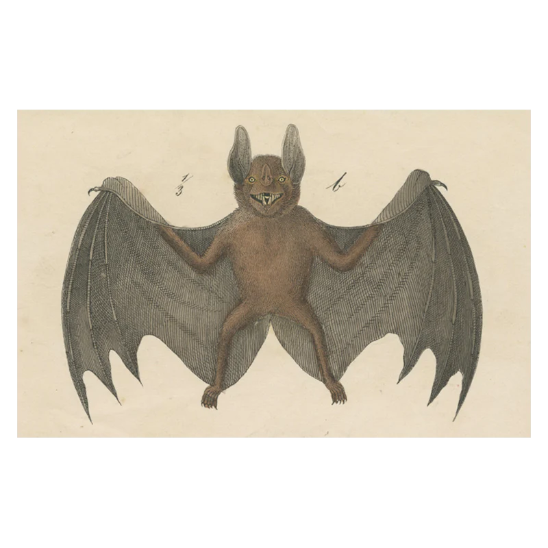 Bat