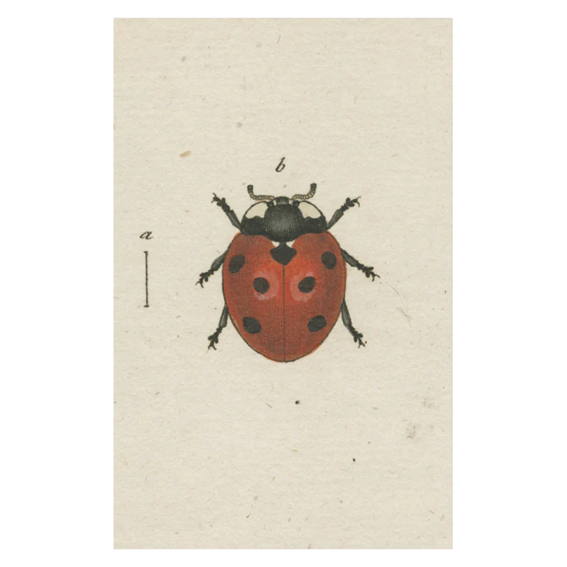 Red Ladybug