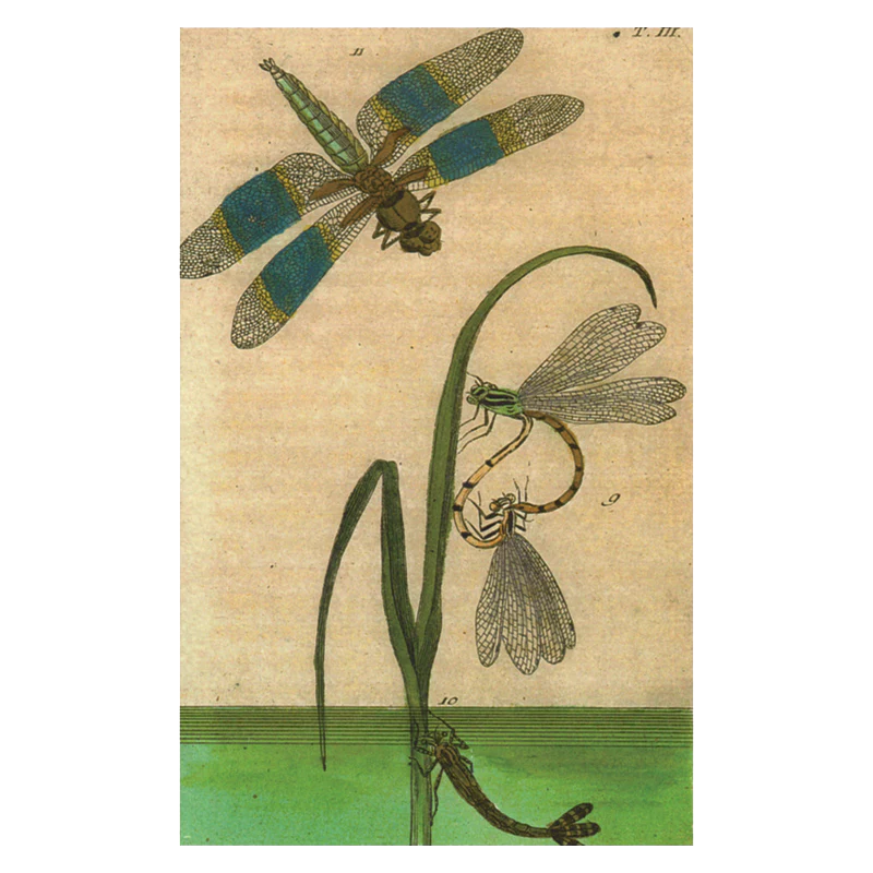 Dragonfly