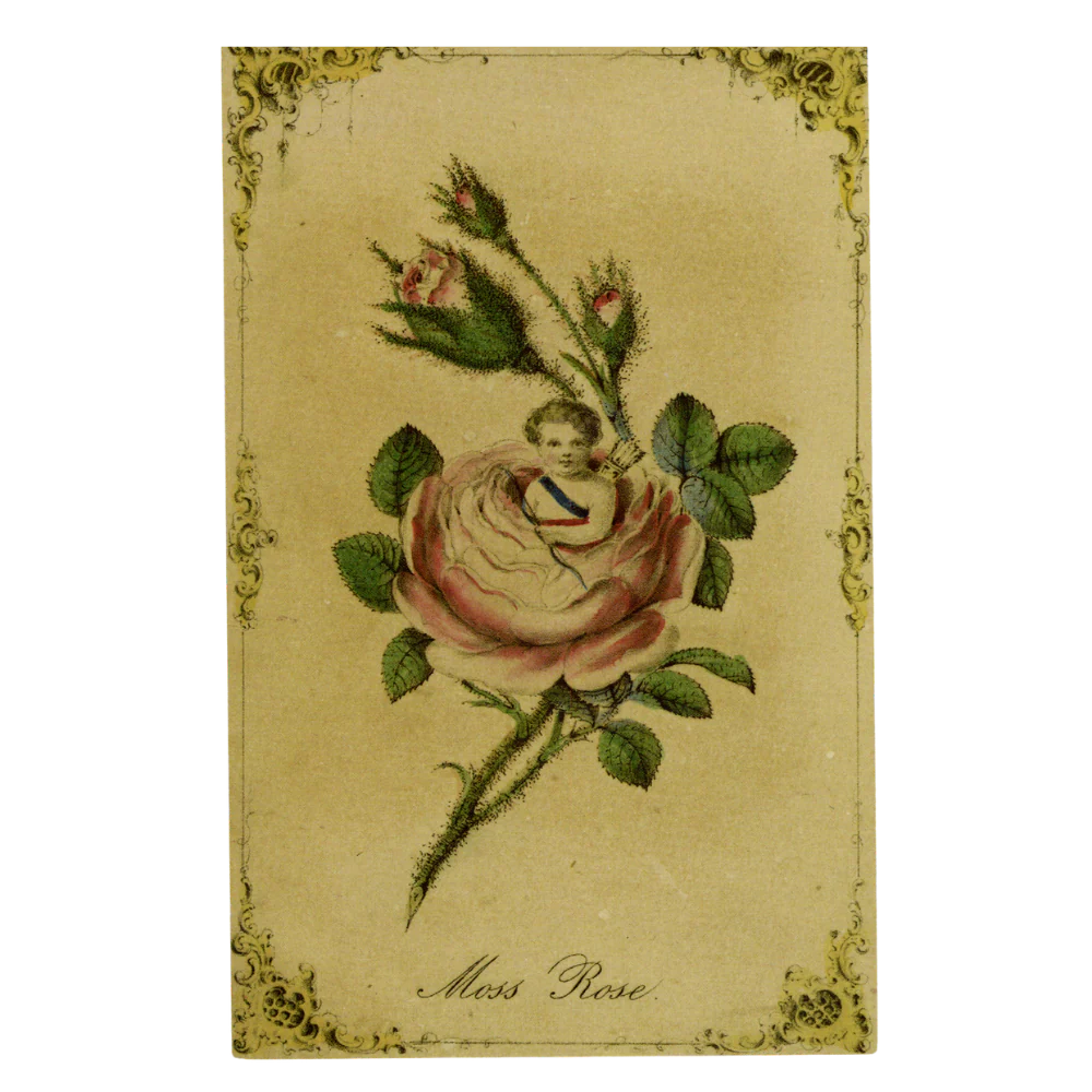 Moss Rose