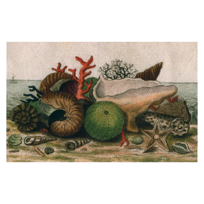 Shells