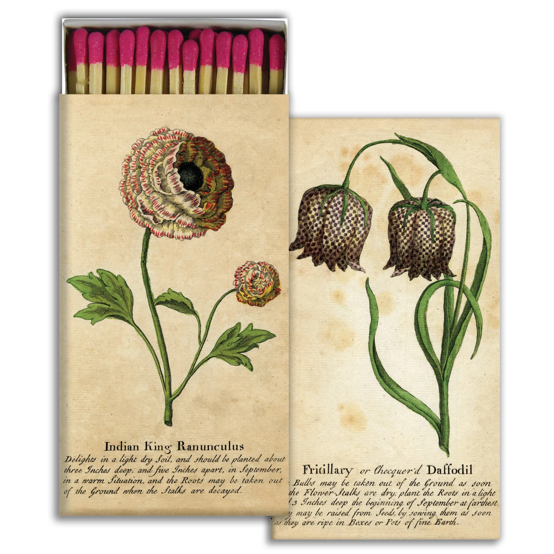 Ranunculus & Daffodill