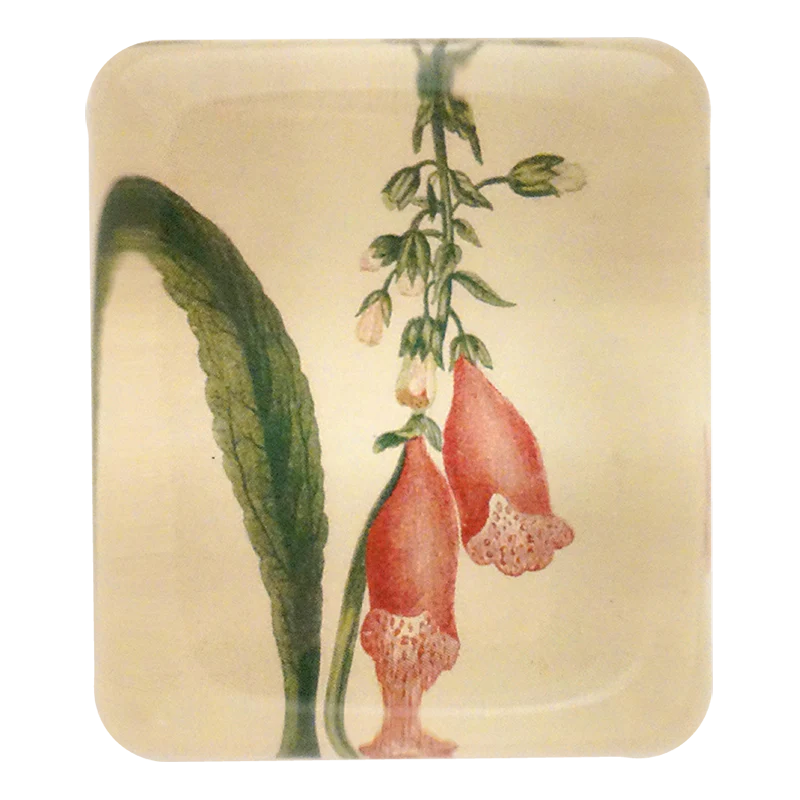 Foxglove