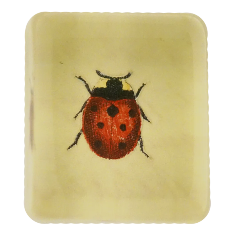 Lucky Ladybug