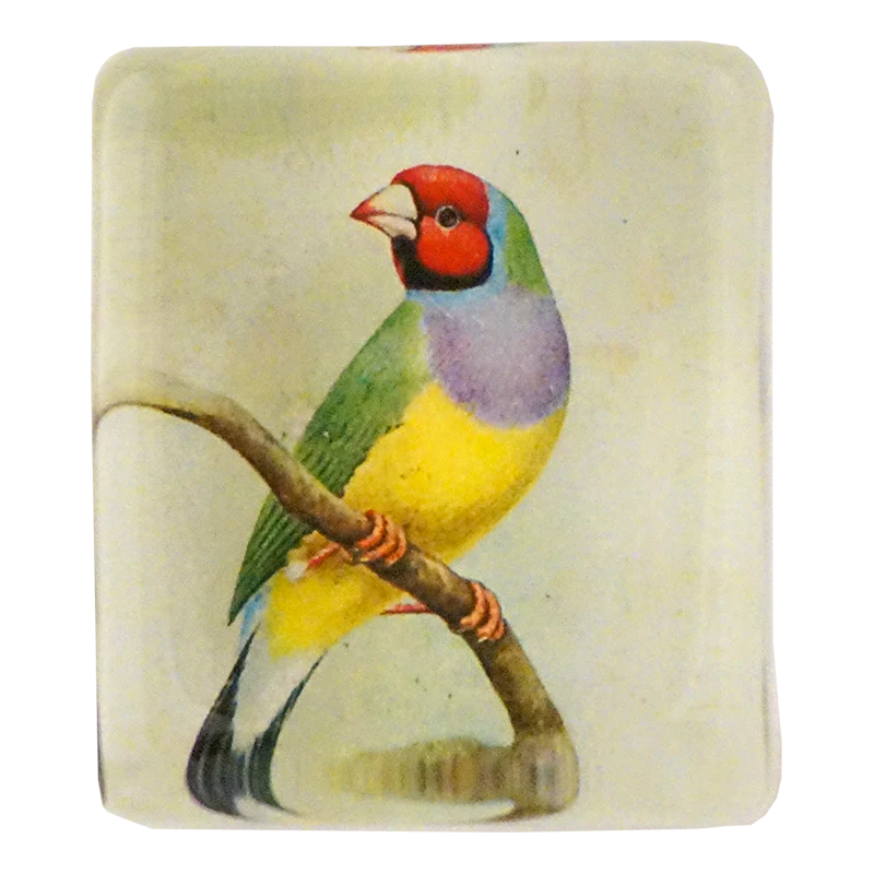 Red-Headed Gouldian Finch