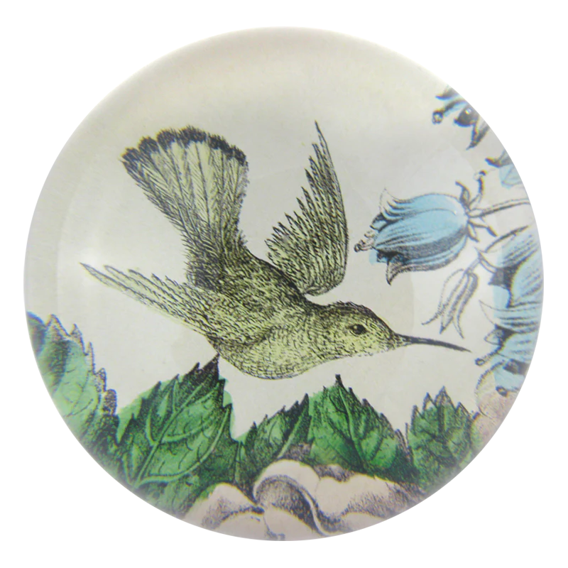 Sepia Hummingbird