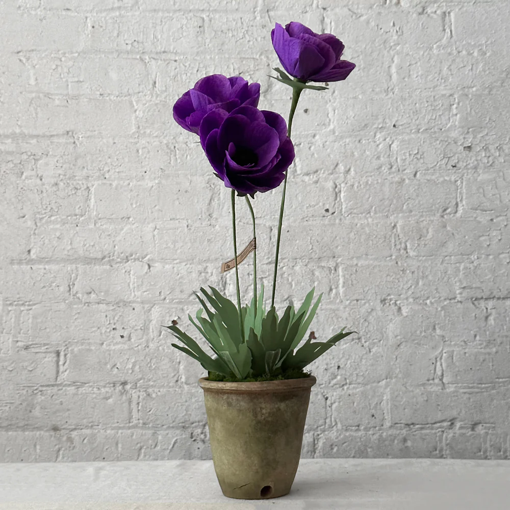 The Green Vase Potted Anemone Plant