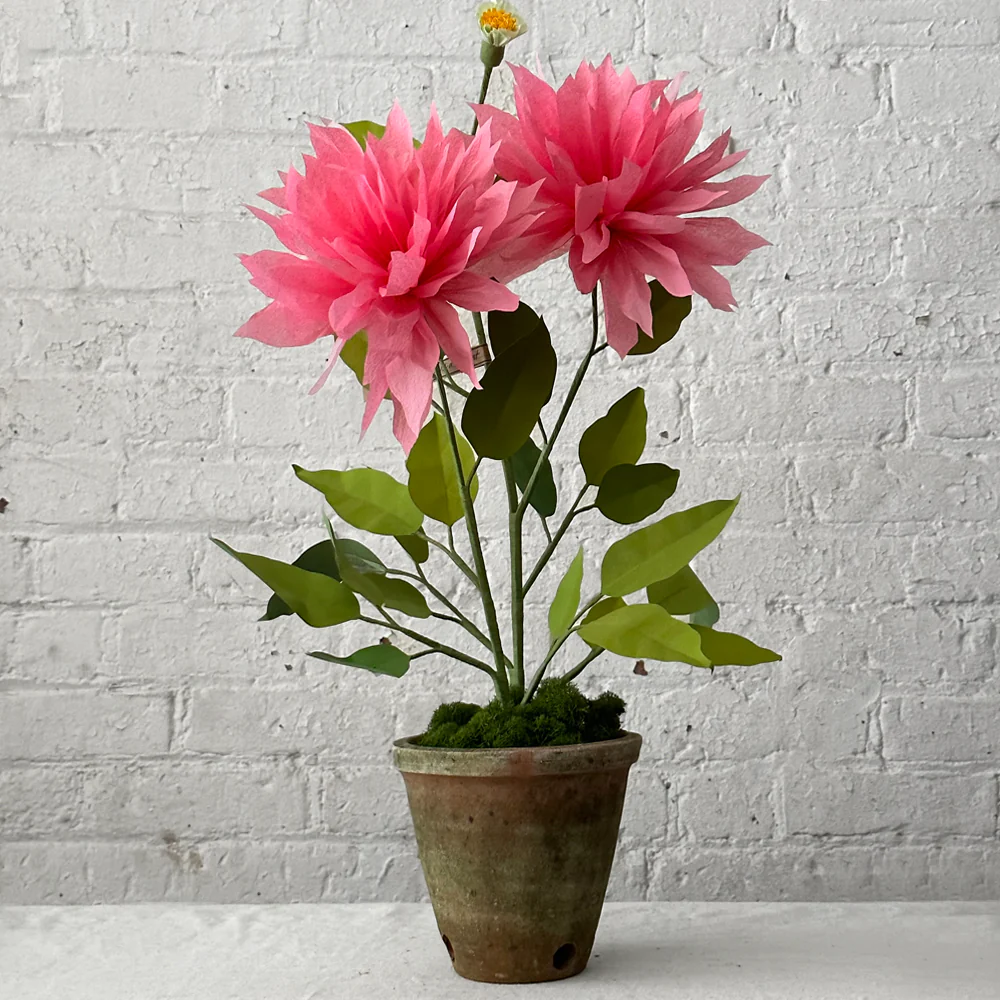 The Green Vase Potted Dahlia Plant