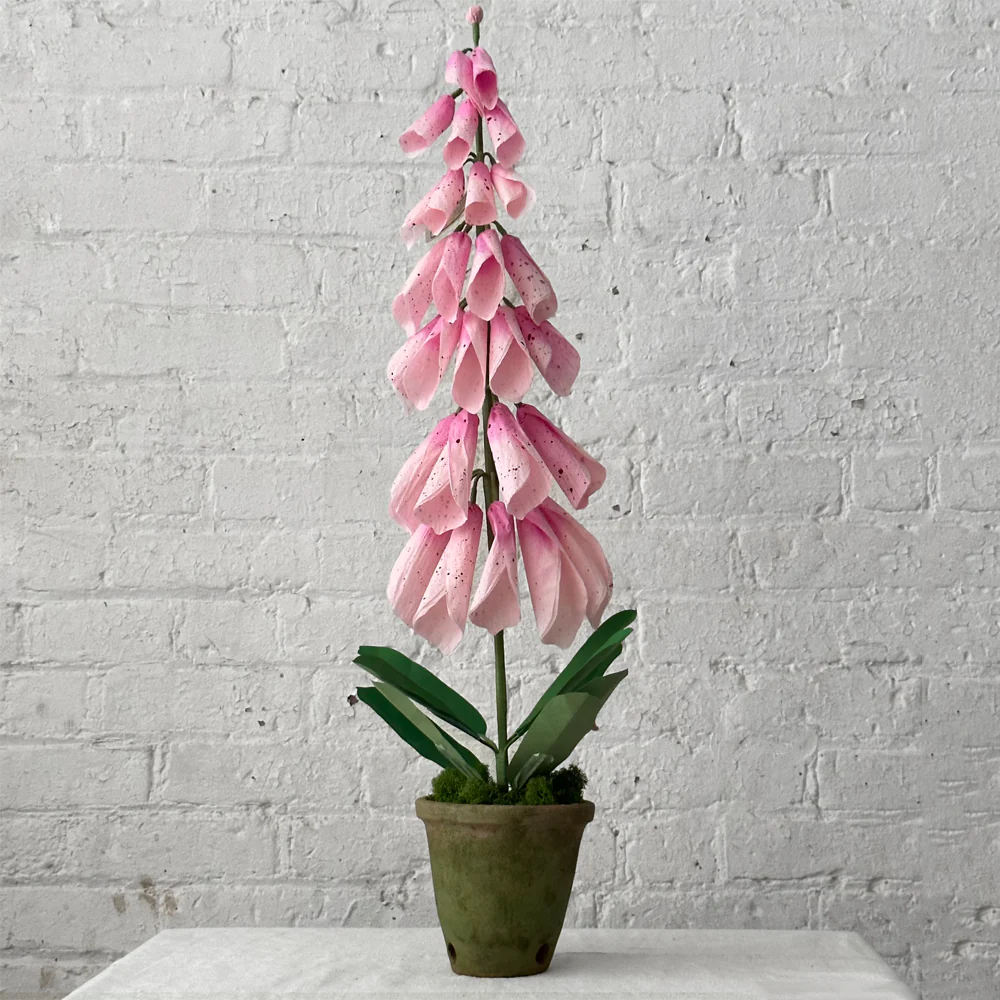 The Green Vase Potted Foxglove Plant