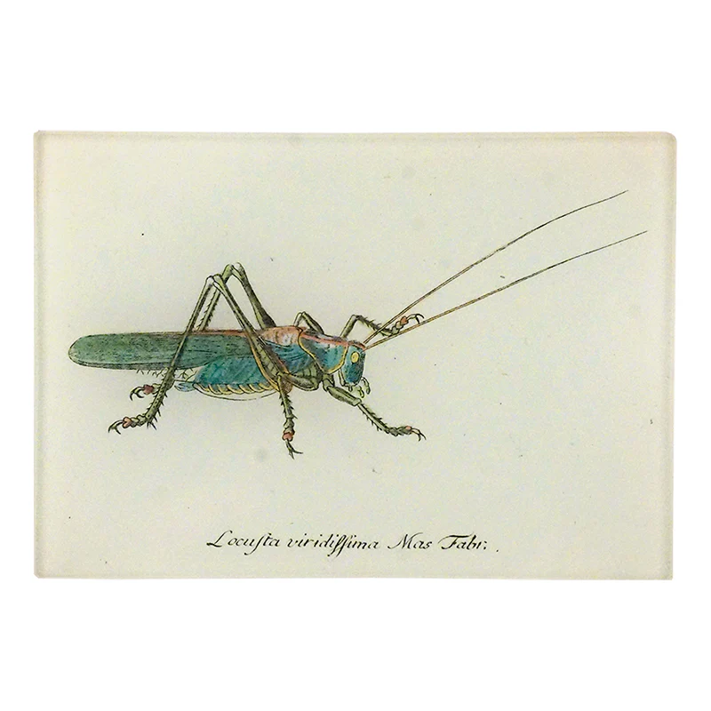 Lucky Locust B