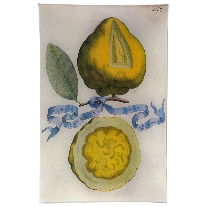 Limon 269
